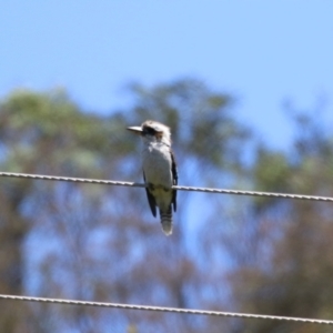 Dacelo novaeguineae at Paddys River, ACT - 10 Jan 2023 12:37 PM