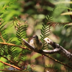 Sericornis frontalis at Blue Mountains National Park, NSW - 25 Dec 2022