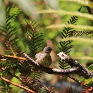 Sericornis frontalis at Blue Mountains National Park, NSW - 25 Dec 2022