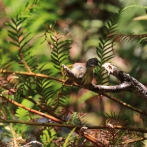 Sericornis frontalis at Blue Mountains National Park, NSW - 25 Dec 2022