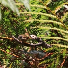 Sericornis frontalis at Blue Mountains National Park, NSW - 25 Dec 2022