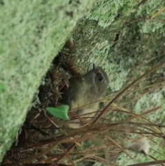 Sericornis frontalis (White-browed Scrubwren) at Blue Mountains National Park - 25 Dec 2022 by Rixon