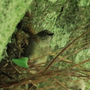 Sericornis frontalis at Blackheath, NSW - 25 Dec 2022