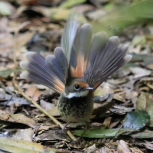 Rhipidura rufifrons at Blue Mountains National Park, NSW - 25 Dec 2022 02:13 PM