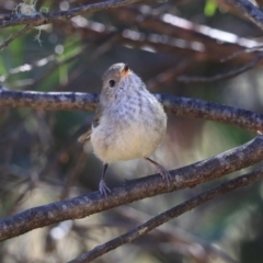 Acanthiza pusilla (Brown Thornbill) at Blackheath, NSW - 26 Dec 2022 by Rixon