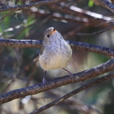 Acanthiza pusilla (Brown Thornbill) at Blue Mountains National Park - 26 Dec 2022 by Rixon