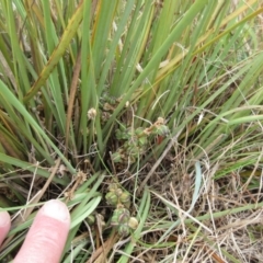 Lomandra multiflora (Many-flowered Matrush) at Molonglo Valley, ACT - 11 Jan 2023 by sangio7