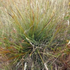 Lomandra multiflora at Molonglo Valley, ACT - 11 Jan 2023