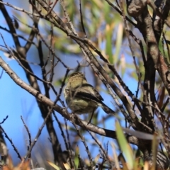 Acanthiza lineata (Striated Thornbill) at Blue Mountains National Park - 25 Dec 2022 by Rixon