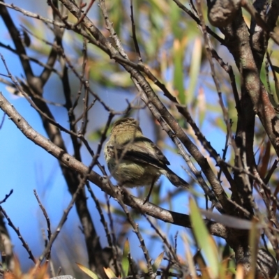 Acanthiza lineata (Striated Thornbill) at Blue Mountains National Park - 26 Dec 2022 by Rixon