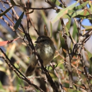 Acanthiza lineata at Blue Mountains National Park, NSW - 26 Dec 2022