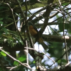 Monarcha melanopsis (Black-faced Monarch) at Blue Mountains National Park - 25 Dec 2022 by Rixon