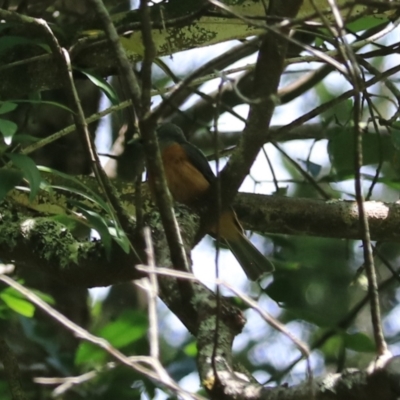 Monarcha melanopsis (Black-faced Monarch) at Blue Mountains National Park, NSW - 25 Dec 2022 by Rixon