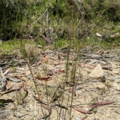 Dichelachne rara (Plume Grass) at Paddys River, ACT - 8 Jan 2023 by MattM