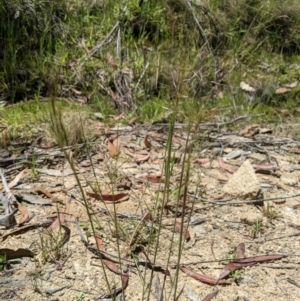 Dichelachne rara at Paddys River, ACT - 8 Jan 2023