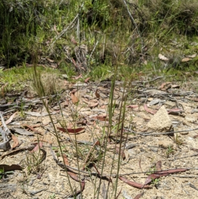 Dichelachne rara (Plume Grass) at Gibraltar Pines - 8 Jan 2023 by MattM