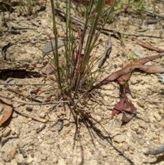 Dichelachne rara at Paddys River, ACT - 8 Jan 2023