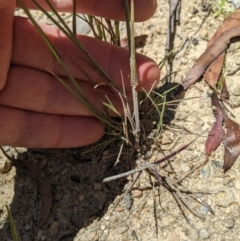 Dichelachne rara at Paddys River, ACT - 8 Jan 2023