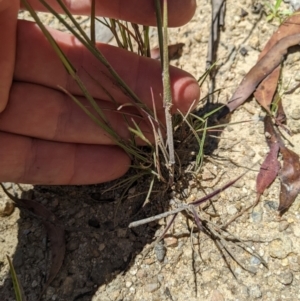 Dichelachne rara at Paddys River, ACT - 8 Jan 2023