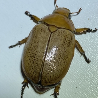 Anoplognathus porosus (Porosus Christmas beetle) at QPRC LGA - 8 Jan 2023 by SteveBorkowskis