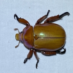 Anoplognathus montanus at Jerrabomberra, NSW - 8 Jan 2023