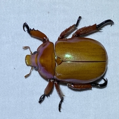 Anoplognathus montanus (Montane Christmas beetle) at QPRC LGA - 8 Jan 2023 by SteveBorkowskis
