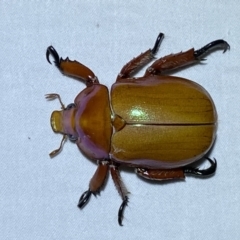 Anoplognathus montanus (Montane Christmas beetle) at Jerrabomberra, NSW - 8 Jan 2023 by SteveBorkowskis