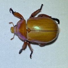 Anoplognathus montanus at Jerrabomberra, NSW - 8 Jan 2023