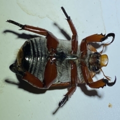 Anoplognathus montanus at Jerrabomberra, NSW - 8 Jan 2023