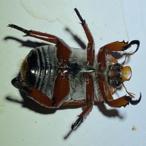 Anoplognathus montanus at Jerrabomberra, NSW - 8 Jan 2023