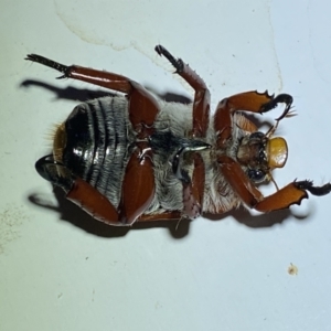 Anoplognathus montanus at Jerrabomberra, NSW - 8 Jan 2023