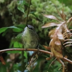 Gerygone mouki at Blackheath, NSW - 25 Dec 2022