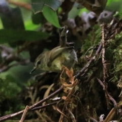 Gerygone mouki at Blackheath, NSW - 25 Dec 2022