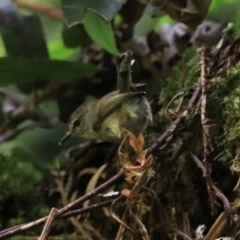 Gerygone mouki at Blackheath, NSW - 25 Dec 2022 02:14 PM