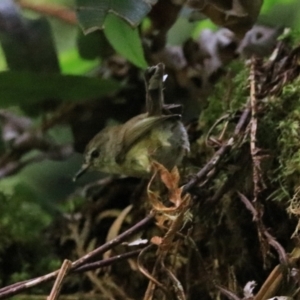 Gerygone mouki at Blackheath, NSW - 25 Dec 2022 02:14 PM