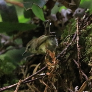 Gerygone mouki at Blackheath, NSW - 25 Dec 2022