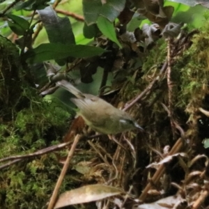 Gerygone mouki at Blackheath, NSW - 25 Dec 2022 02:14 PM