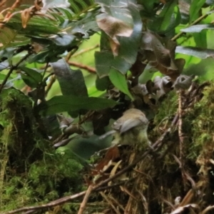 Gerygone mouki at Blackheath, NSW - 25 Dec 2022 02:14 PM
