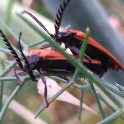 Porrostoma rhipidium (Long-nosed Lycid (Net-winged) beetle) at Point Hut to Tharwa - 2 Jan 2023 by michaelb
