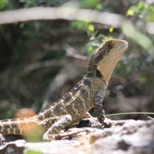 Intellagama lesueurii lesueurii at Blue Mountains National Park, NSW - 25 Dec 2022