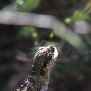 Intellagama lesueurii lesueurii at Blue Mountains National Park, NSW - 25 Dec 2022