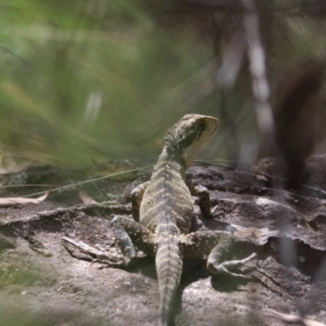 Intellagama lesueurii lesueurii at Blue Mountains National Park, NSW - 25 Dec 2022