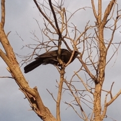 Corcorax melanorhamphos (White-winged Chough) at Paddys River, ACT - 2 Jan 2023 by MichaelBedingfield