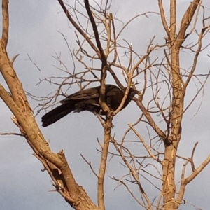 Corcorax melanorhamphos at Paddys River, ACT - 2 Jan 2023