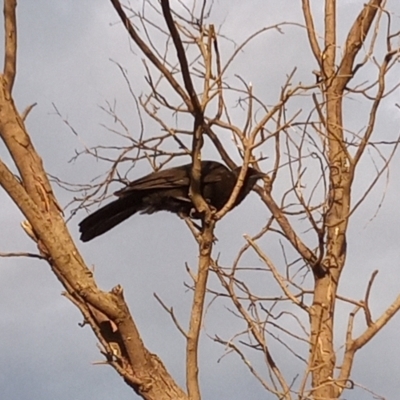 Corcorax melanorhamphos (White-winged Chough) at Point Hut to Tharwa - 2 Jan 2023 by michaelb