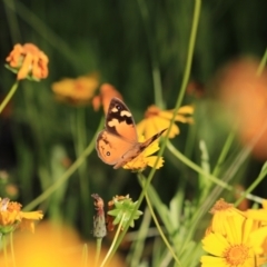 Heteronympha merope (Common Brown Butterfly) at Katoomba, NSW - 25 Dec 2022 by Rixon