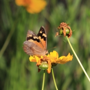 Heteronympha merope at Katoomba, NSW - 26 Dec 2022 08:54 AM