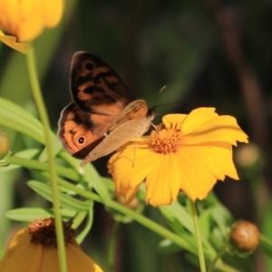 Heteronympha merope at Katoomba, NSW - 26 Dec 2022