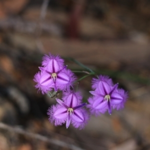 Thysanotus sp. at Katoomba, NSW - 26 Dec 2022 08:47 AM