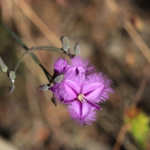 Thysanotus sp. at Katoomba, NSW - 26 Dec 2022 08:47 AM